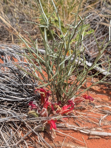 Leptosema chambersii, 2026-09-06