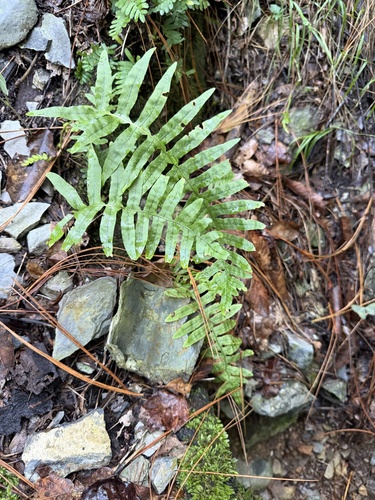 Polypodium plesiosorum observed 2026-09-05