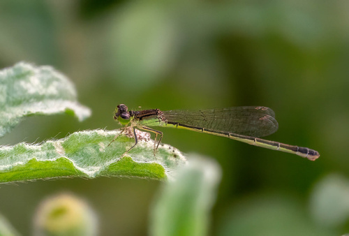 Black-fronted Forktail