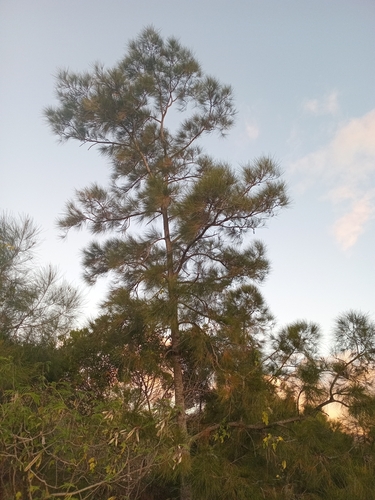 Casuarina collina observed 2026-09-06