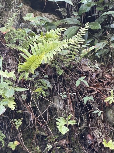 Polypodium plesiosorum observed 2026-09-05