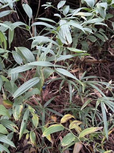 Disporum sessile observed 2026-09-05