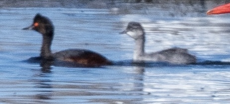 iNaturalist image