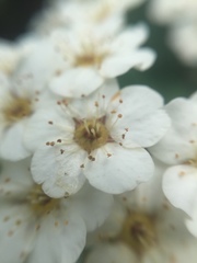 Spiraea × vanhouttei