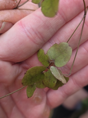 Clematis cunninghamii, photograph 5