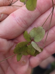 Clematis cunninghamii, photograph author not stated, no rights reserved