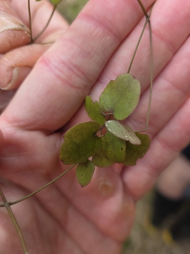 Clematis cunninghamii, photograph 6