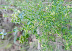 Galium californicum californicum
