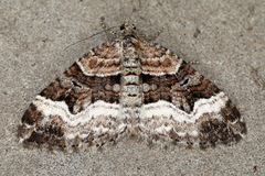 Xanthorhoe biriviata