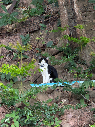 Domestic Cat
