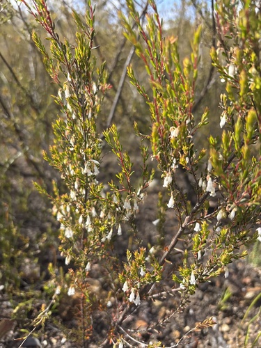 Styphelia pendula observed 2026-09-06