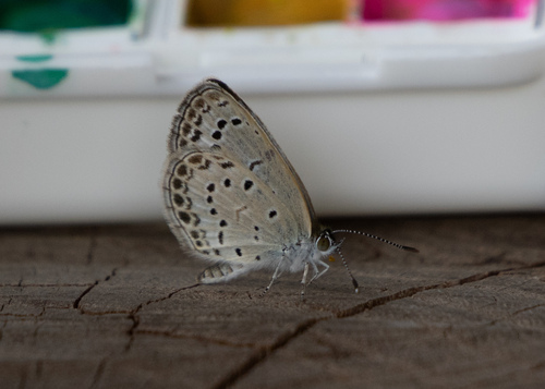 Pale Grass Blue