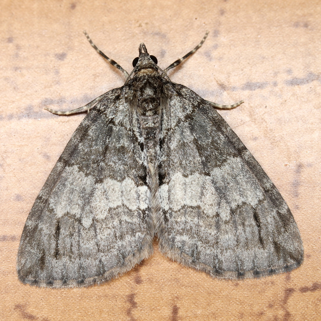 May Highflyer, photo 1 of 8