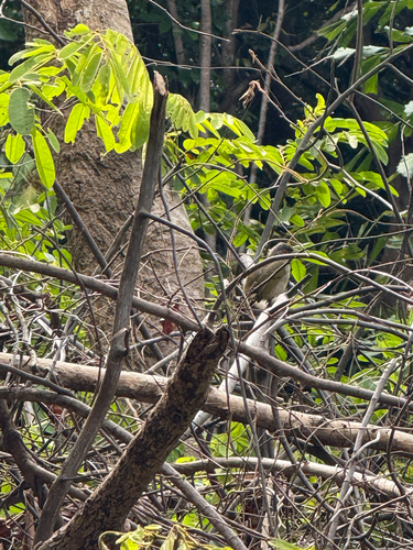 Stripe-throated Bulbul