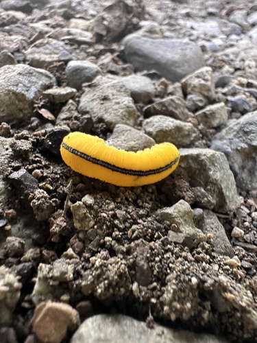 North American Elm Sawfly