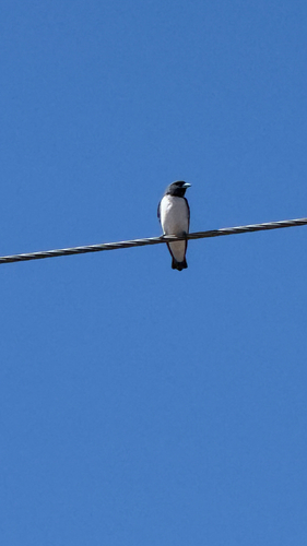 White-breasted Woodswallow