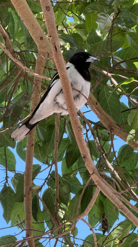Pied Butcherbird
