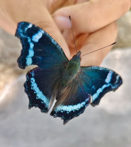 Blue Admiral