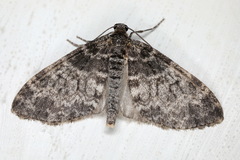 Lobophora halterata