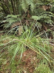 Austroderia fulvida, photograph author not stated, no rights reserved