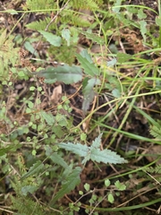 author not stated, no rights reserved Rubus schmidelioides, photograph author not stated, no rights reserved