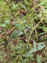 author not stated, no rights reserved Rubus schmidelioides, photograph author not stated, no rights reserved