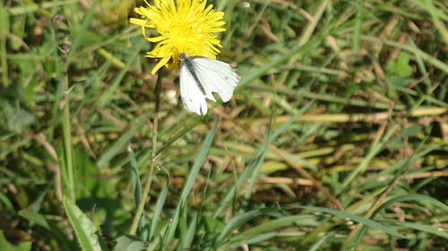Green-veined White