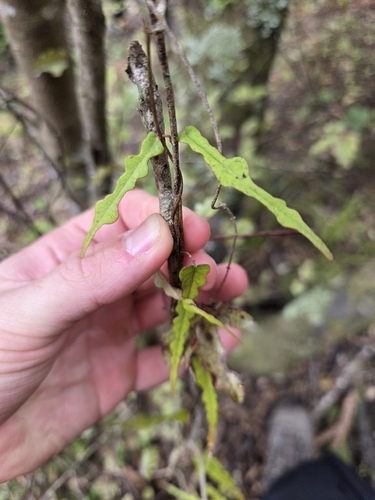 Parsonsia heterophylla, photograph 3