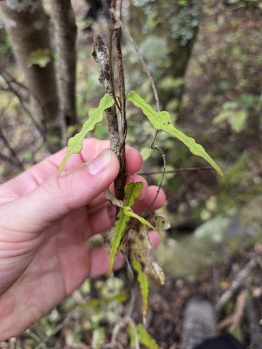 Parsonsia heterophylla, photograph 4
