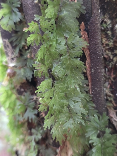 Hymenophyllum flabellatum, photograph 6