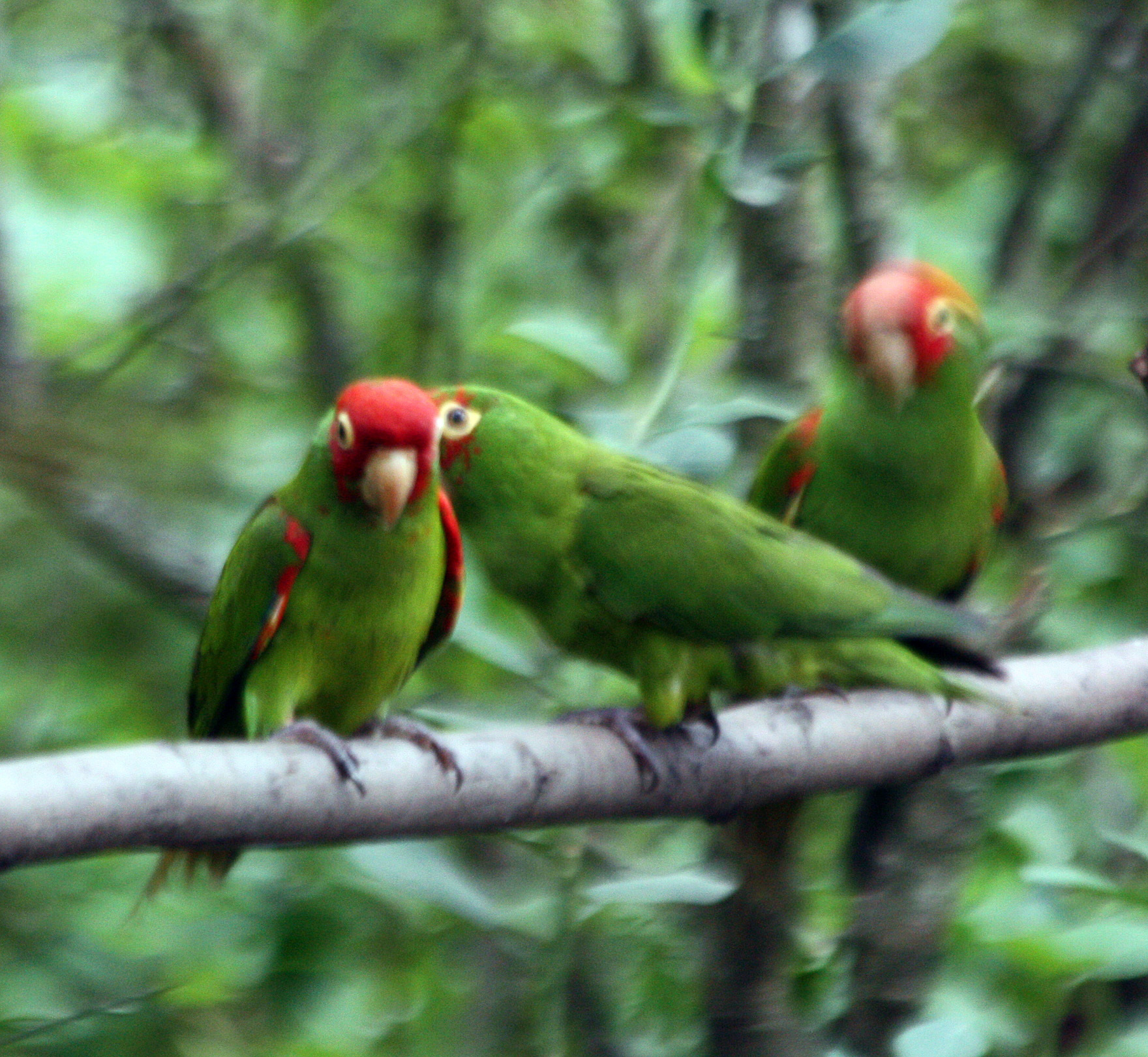 Aratinga image