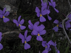 Viola bertolonii