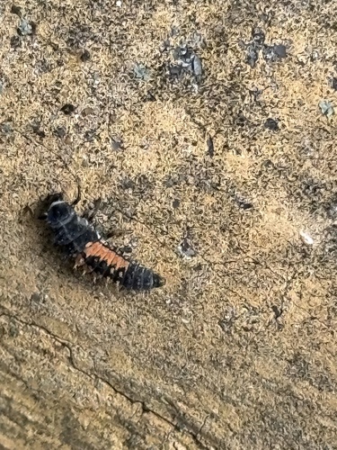 Asian Lady Beetle