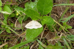 Lychnosea intermicata