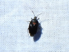 Deraeocoris sayi