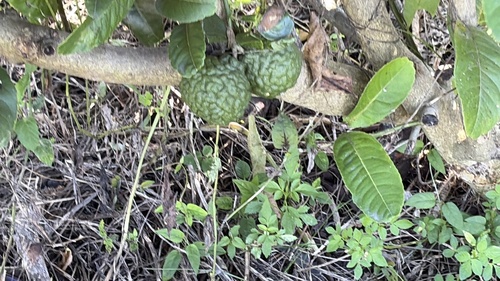 Citrus hystrix observed 2026-09-06