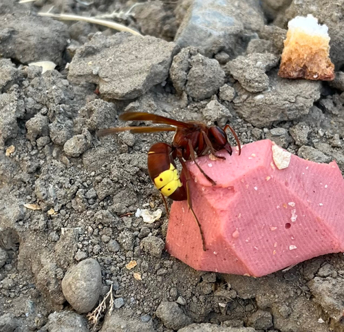 Oriental Hornet