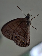 Hermeuptychia canthe