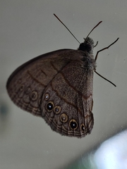 Hermeuptychia canthe