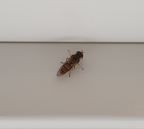 Marmalade Hover Fly