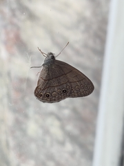 Hermeuptychia canthe