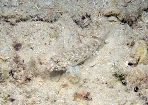 Macrodontogobius wilburi observed 2026-07-14