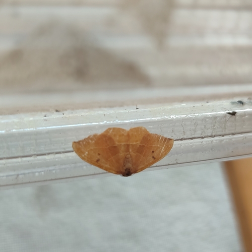Oak Hook-tip