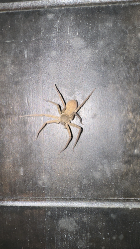 Pantropical Huntsman Spider