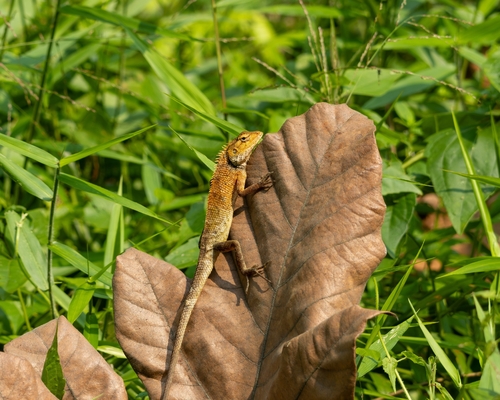 Thai Garden Lizard