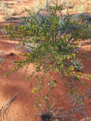 Acacia maitlandii observed 2026-09-03