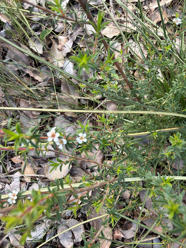 Taxandria parviceps