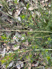 Taxandria parviceps
