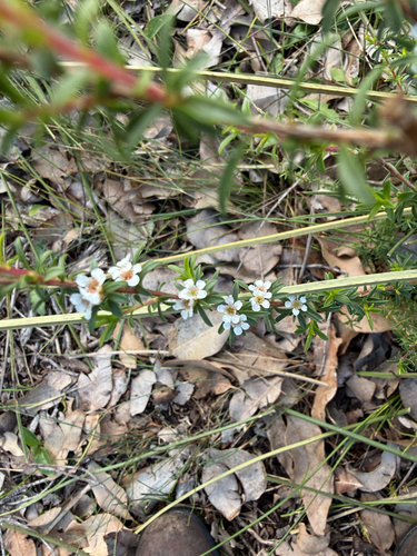 Taxandria parviceps, photograph 2