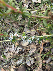 Taxandria parviceps, photograph (c) Khands, some rights reserved (CC BY)